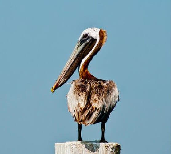 手机号验证码轰炸平台